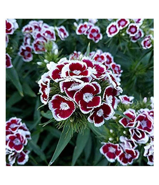 Sweet William (OP/Desi) Seeds with Free Germination Potting Soil Mix with growingh cocopeat