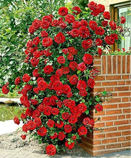 Azalea Gardens Rose Flower Seeds Red Climbing Rose 20 Seeds Pack + Instruction Manual Inside Package