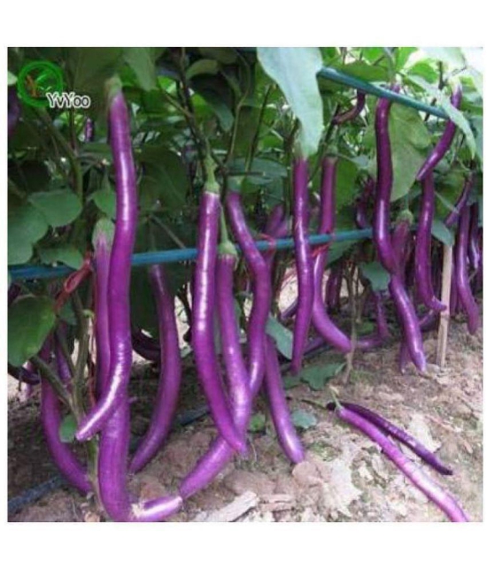 CLASSIC GREEN EARTH - Brinjal Vegetable ( 100 Seeds )