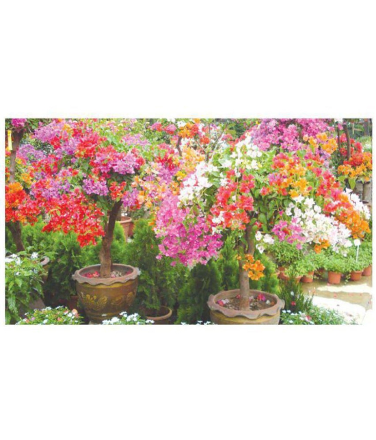 AZALEA GARDENS Bougainvillea Spectabilis Willd Bonsai Plant Seeds 20 PCS Bougainvillea seeds