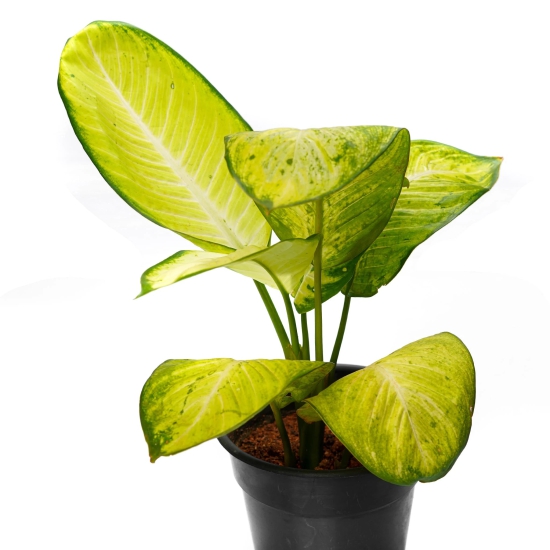 Aglaonema White | Buy Live Plants-