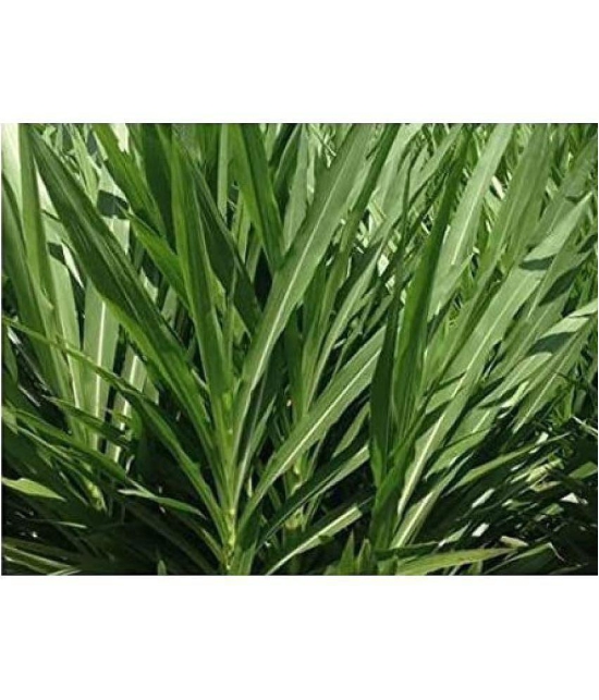 SUPER NAPIER GRASS ( PACK OF 500 SEEDS) WITH MANUAL