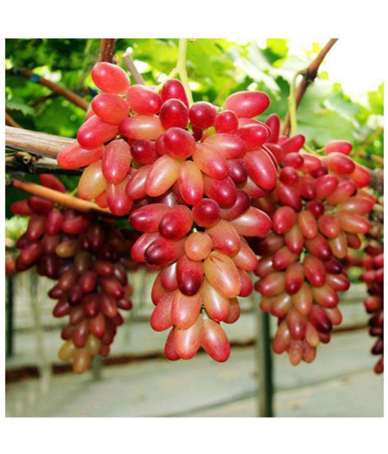 Nema - Fruit Seeds ( 20 seeds )