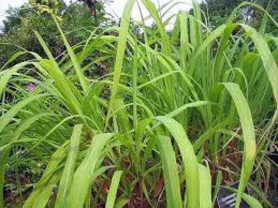 NSC Lemon Grass Live Sapling