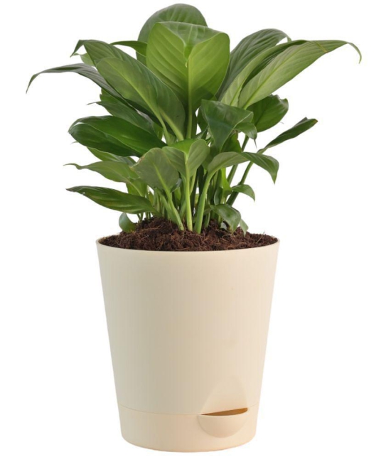 UGAOO Peace Lily Natural Live Indoor Plant - Medium