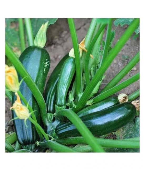 Summer Squash/ Chappan Kadu Organic Vegetable Seeds- 10 Seeds