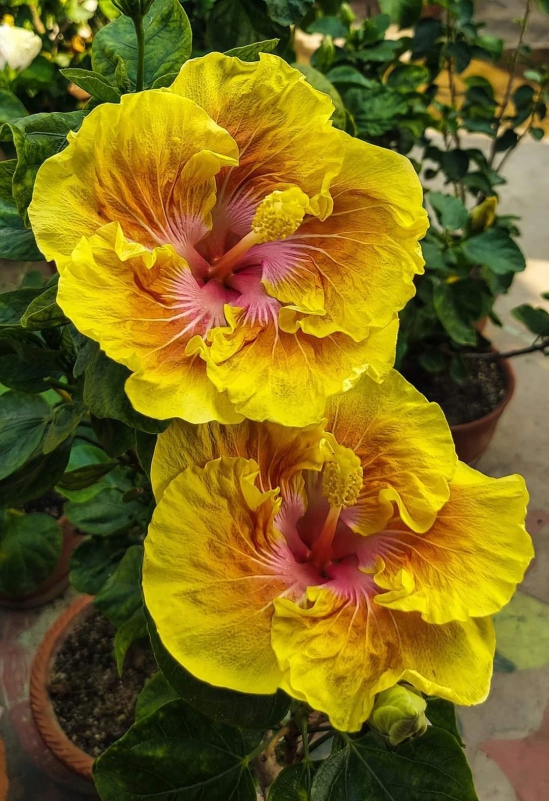 Austrelian Hibiscus Plant For Home Gardening