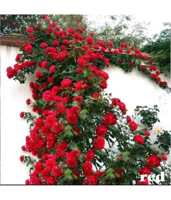 Azalea Gardens Rose Flower Plant Seeds 