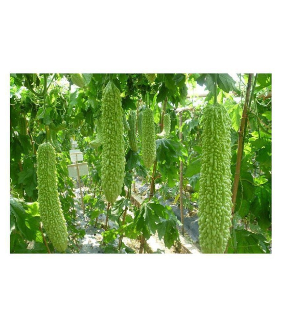 Bitter Gourd(Karela) Jhalri Long - Desi Vegetable Seeds 15