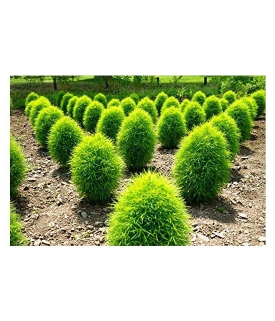 Recron Seeds Kochia Plant, Burning Bush - Foliage Plant 30 Seeds