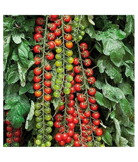 Hybrid Tomato Seeds Cherry Heirloom Tomatoes | Pack of 50