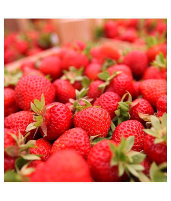 Gardens Giant Strawberry Rubygem Dense - Fruit 20 Seeds