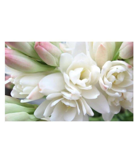 Rajnighandha or Tuberose Flower Bulbs (White, Pack of 5 Bulbs)