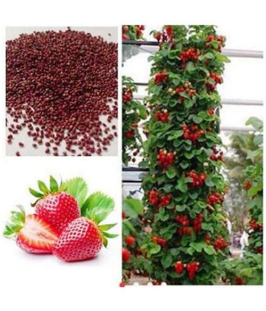 Attractive Climbing Strawberry Fruit Seeds