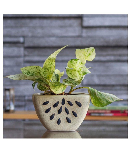 Ugaoo Watermelon Ceramic Planter - Bare Beige