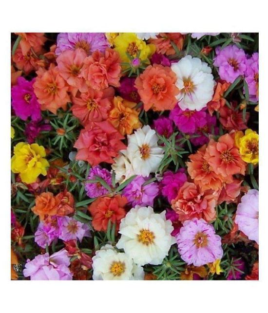 SHOP 360 GARDEN Portulaca Grandiflora Double Mix Flower Seeds - Pack of 100 Seeds