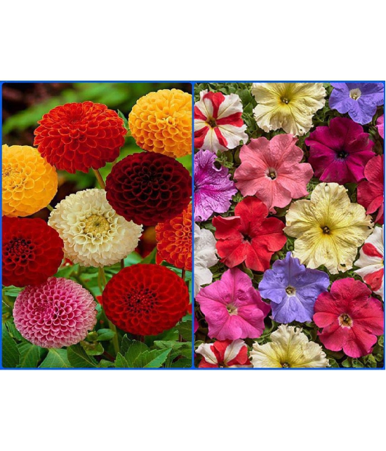 homeagro - Combo of Dahlia Mixed Flower ( 25 Seeds ) and Petunia Hybrid Flower mix ( 50 seed)