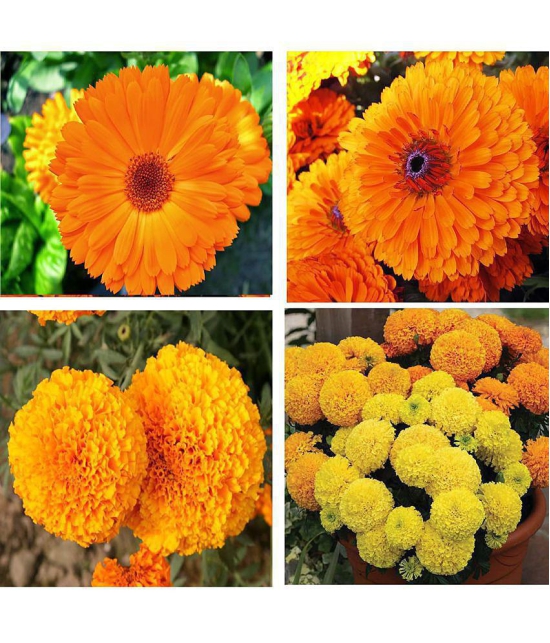 homeagro - Marigold Flower ( 50 Seeds )