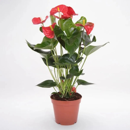 Red Anthurium Plant