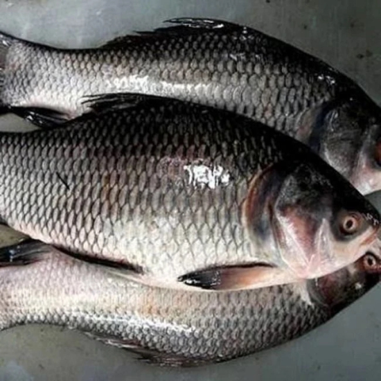 Catala Live Fish - 1.15 kg - 1.15 kg - 1 KG