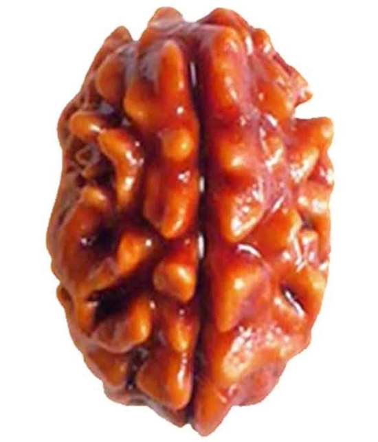 DVR - 2 Mukhi Rudraksha Bead ( Pack of 1 )