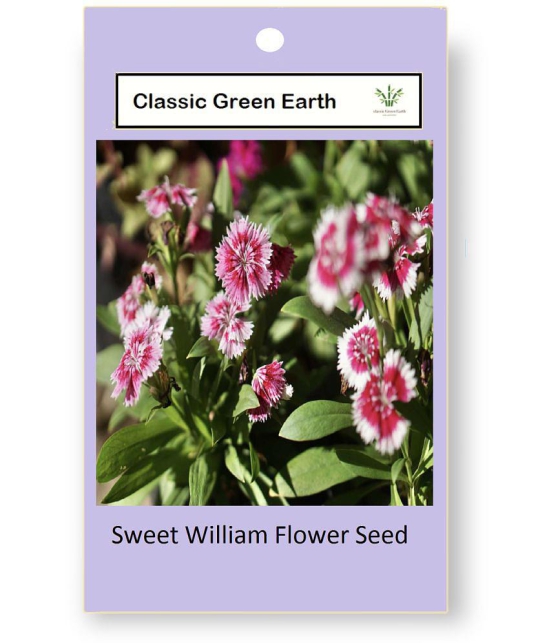 CLASSIC GREEN EARTH - Sweet William Flower ( 60 Seeds )