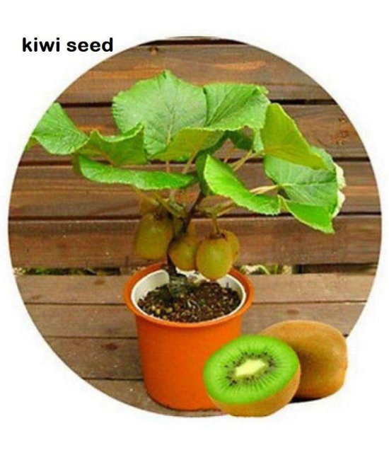 Kiwi Fruit Seeds Mini Kiwi Fruit Seed Flower Dwarf Plants For Home Garden 20 seeds