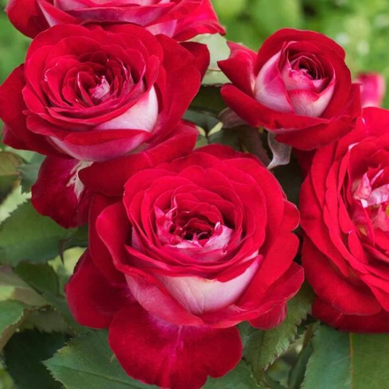 Hybrid Grafted Rose Plant(Red And White)