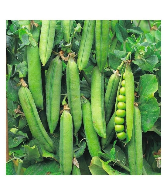 Joycity Peas Organic Vegetable Seeds- 100+ Seeds