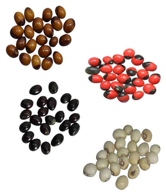 Yellow, White, Red, Black Gunja  - Chirmi Beads - Combo Pack - 21 Pieces x 4