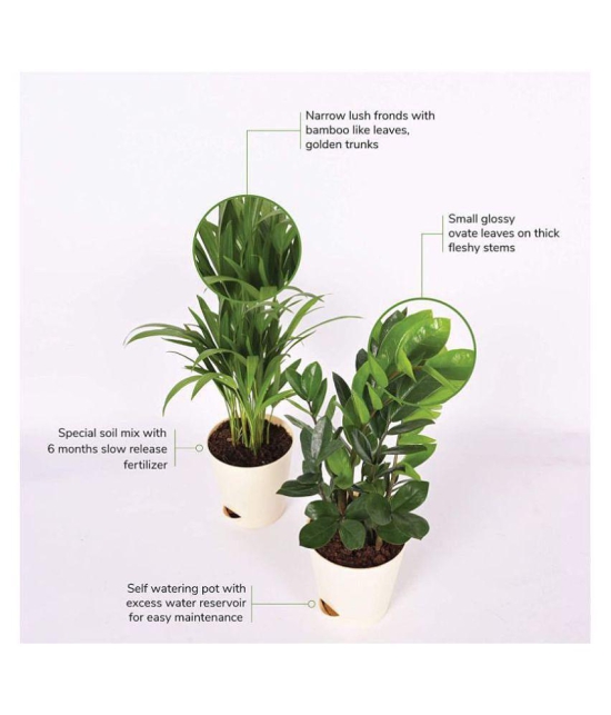 Ugaoo Air Purifier Indoor Plants for Home with Pots- Areca Palm & ZZ Plant