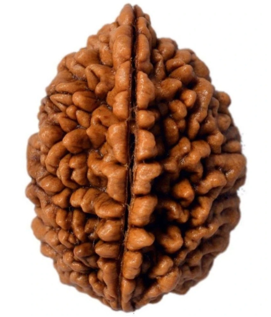 DVR - 2 Mukhi Rudraksha Bead ( Pack of 1 )