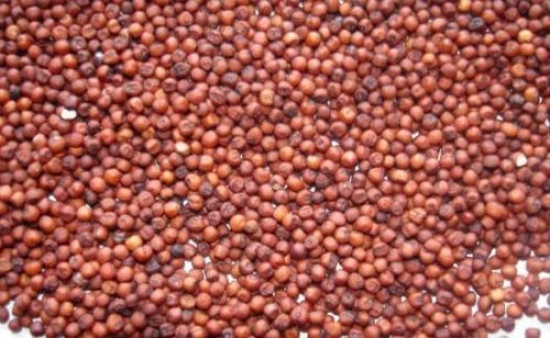 Vattam Ragi, 10 Kg