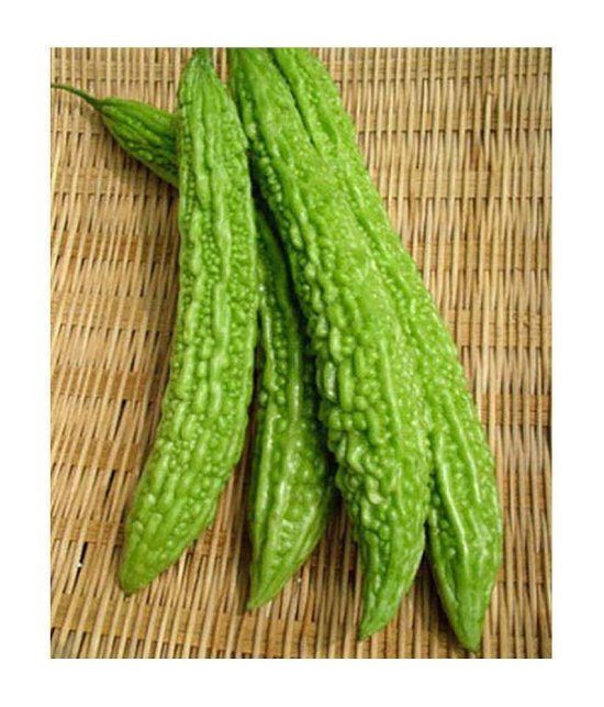 15 Seeds of High Yield Bitter Gourd Pali F1 Hybrid Green Long for Terrace Balcony Kitchen Poly House Gardening