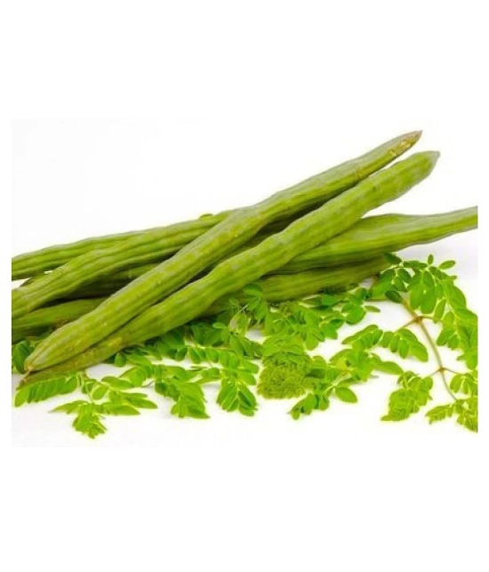 ORGANIC Moringa Seeds ODC3 Variety Hybrid Drumstick Seeds 15 (Saijan ki Phalli,Saragavo)