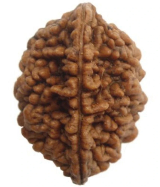 DVR - 2 Mukhi Rudraksha Bead ( Pack of 1 )