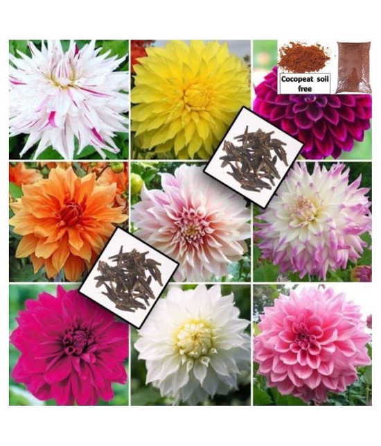 Dalhia Seed / Dahlia Hybrids Mixed Color - Dahlia Flower - 30 Seeds + cocopeat soil free