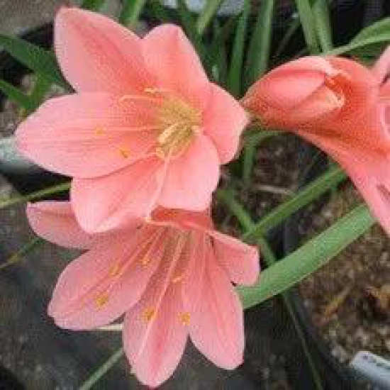 Cyrtanthus mackenii 'Himalayan Pink' (Bulbs)-8