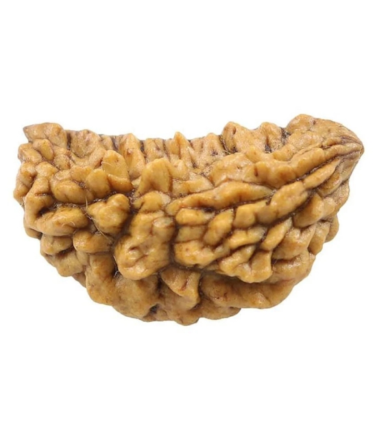 Certified Natural Real 1 Face 1 Mukhi Rudraksha Bead Nepali Loose Chakra Healing Daily Use