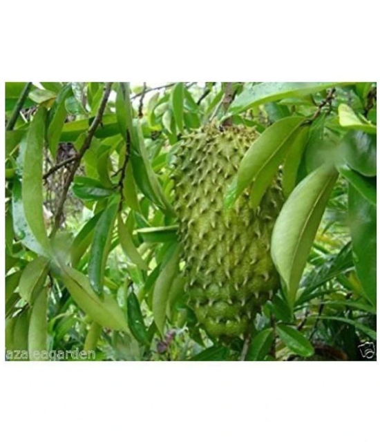 Azalea Gardens Soursop Seeds, Annona muricata, Prickly Custard Apple, Fruit Seeds - 20 seeds