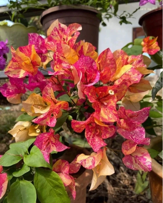 Adarna Bougainvillea Top Rare (grafted)