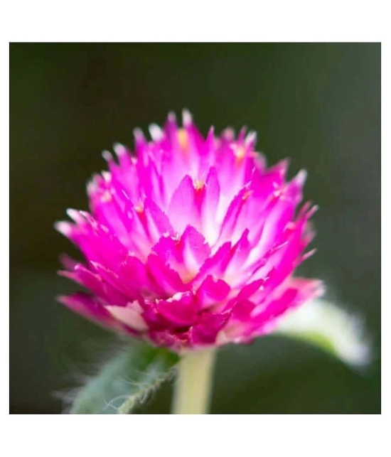 Gomphrena purple seeds Flower 20 Seeds