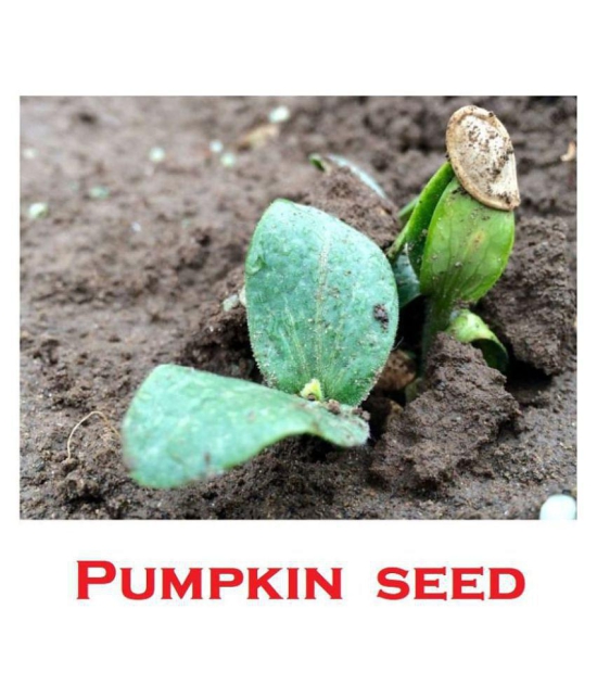 Hybrid  Pumpkin Seeds ( 40 Seeds)