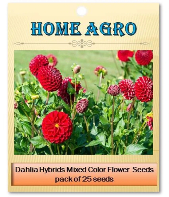 homeagro - Dahlia Mixed Flower ( 25 Seeds )