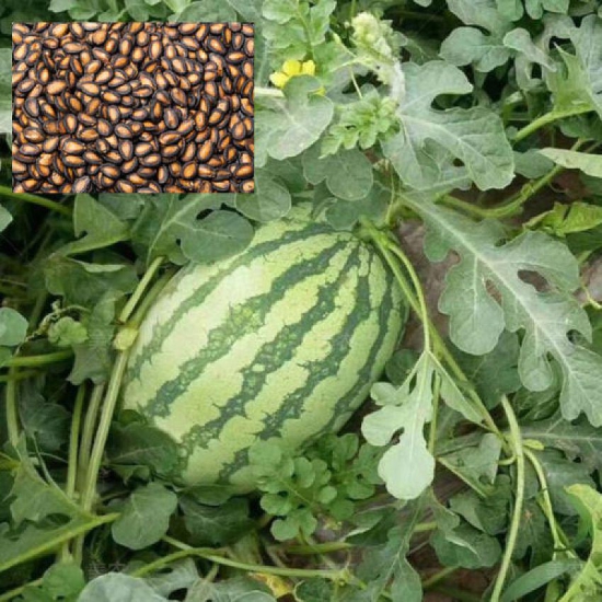 Watermelon Extremely Sweet Icebox Type - F1 Hybrid 10 Seed