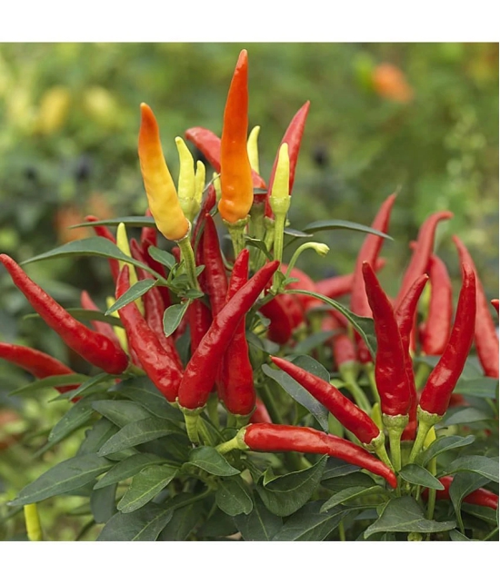 Hybrid F1 Green Chilli Seeds-50 seeds