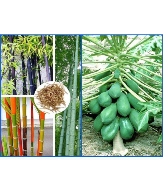 Homeagro Seeds Combo - Bamboo Plant ( 20 Seeds ) and Papaya F1 Hybrid Fruit ( 50 seed )