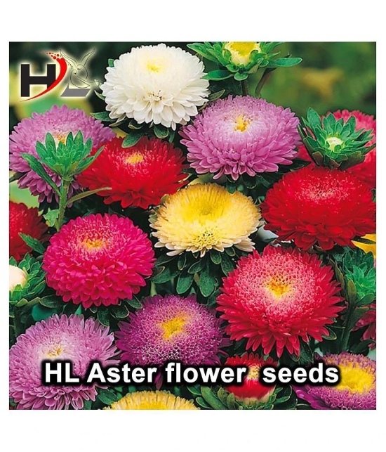 HL-COMBO-Sunflower, Dhalia, Aster, Marigold and FREE Lotus Seeds