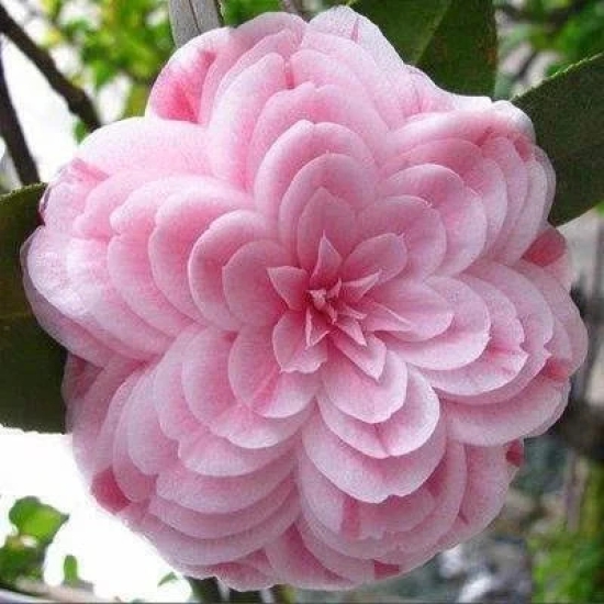 CAMELLIA FLOWERS PLANTS