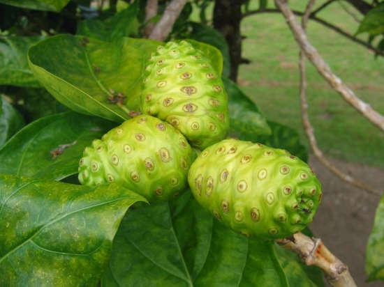 Ayurveda natural herbal Noni fruit